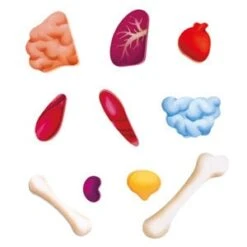 Hape Human Body Puzzle -Children's Trendy Toy Store human body puzzle hape lil tulips 29674606067830