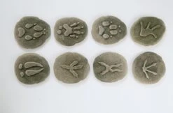 Let’s Investigate Woodland Footprints