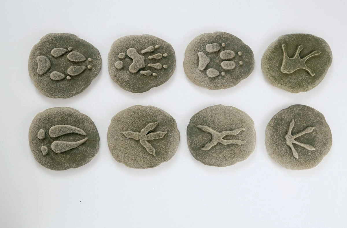 Let’s Investigate Woodland Footprints 3 Let’s Investigate Woodland Footprints