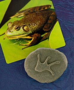 Let’s Investigate Woodland Footprints 13 Let’s Investigate Woodland Footprints -Children's Trendy Toy Store let s investigate woodland footprints yellow door us llc lil tulips 29488961388662